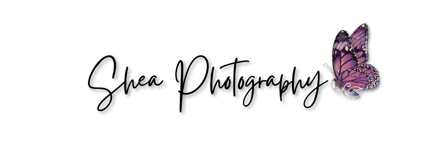 elegant minimalist butterfly logo (500 x 250 px)